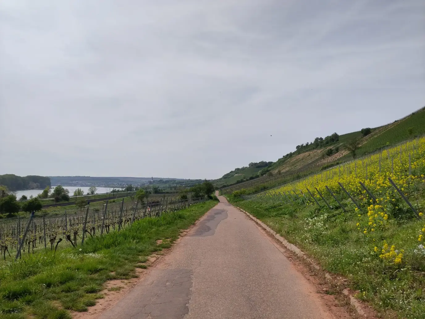 Weinberg am Rhein bei Nierstein