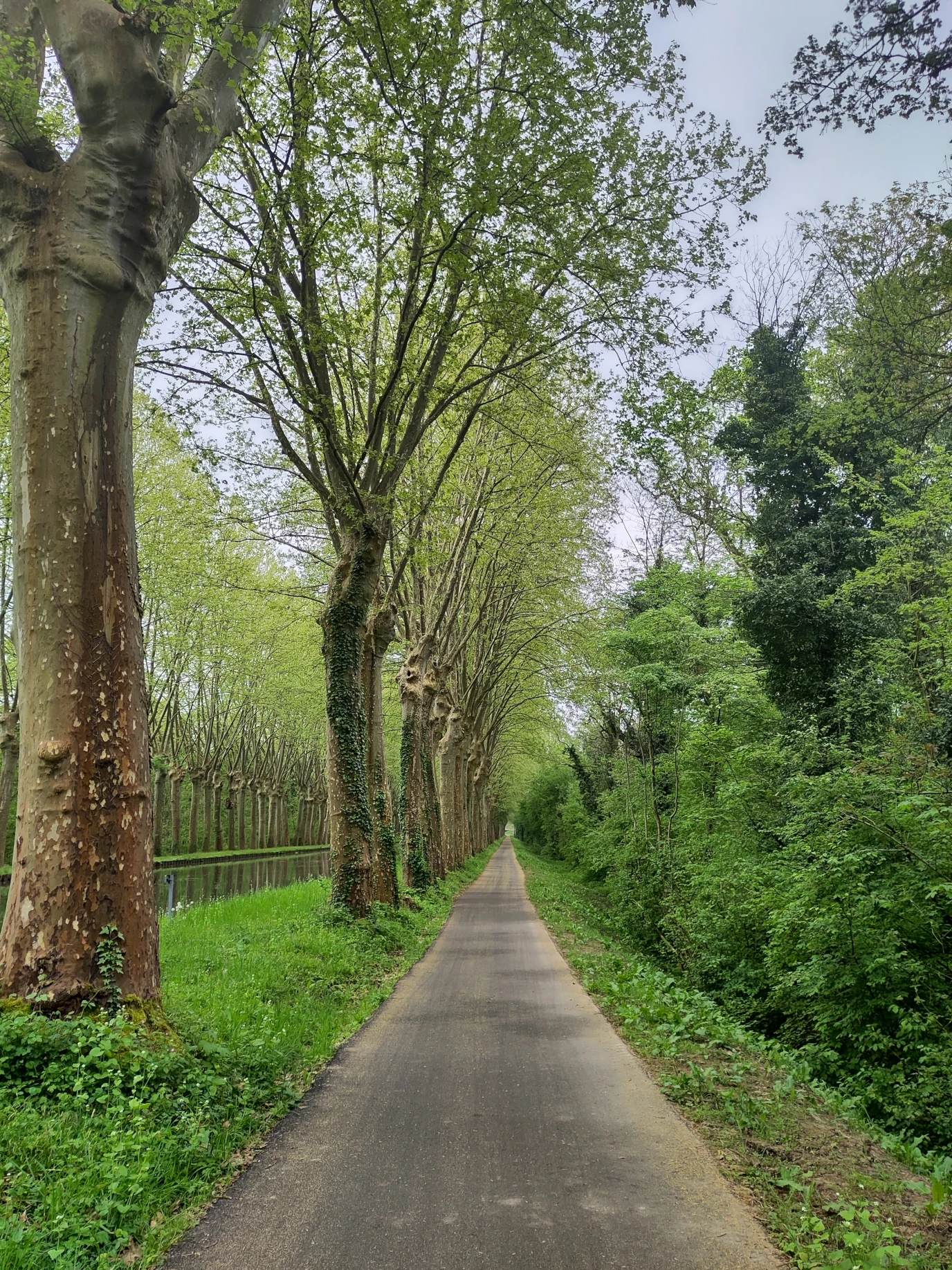 Toller Radweg am Canal du Rhône au Rhin